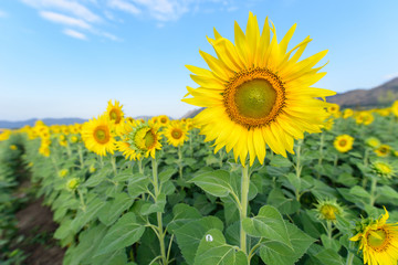 Sunflower field at the mountain