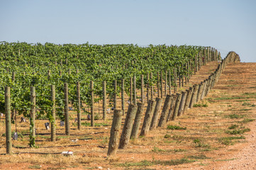 Fototapeta na wymiar Vineyard cultivation in rural South Australia is well suited to the temperate climate in the region
