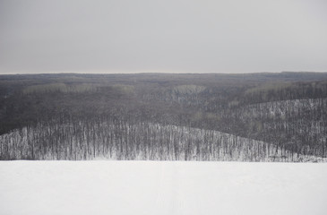 Monochrome winter landscape. Trees in the snow, overcast sky