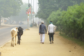 walking down the street pilgrim Male India Govardhan