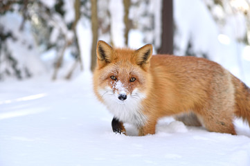 Obraz premium 雪の中のキタキツネ