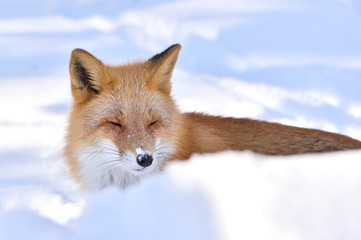 Fototapeta premium 雪の中のキタキツネ