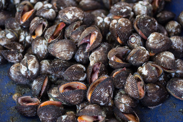 Big Cockle or fresh sea shell cockle for making seafood