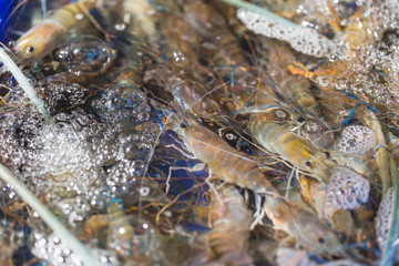 alive fresh shrimp in oxygen sea water sale on the seafood market
