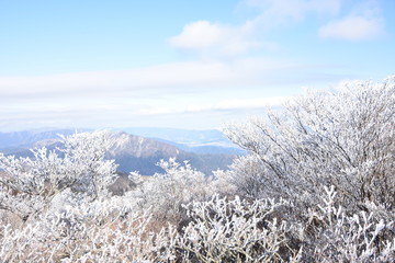 Soft rime at Mt.Gozaisho, Japan
