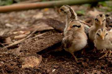 Close up chick of Wild Red junglefowl(Gallus gallus)