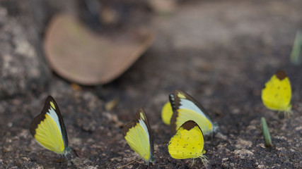 Fototapeta premium Yellow beautiful butterflies background nature