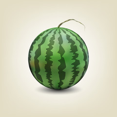 Photo realistic watermelon, vector illustration.