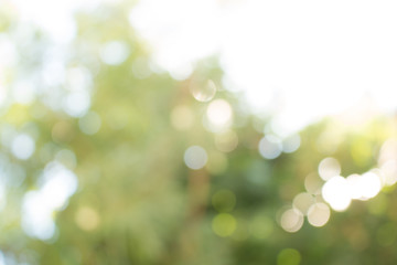 Obraz premium Natural green blurred background