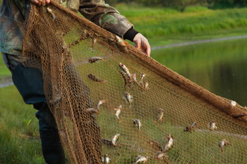 Hands of a man in camo pulling out a brown fishing net with small freshwater fish stuck in it