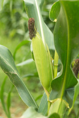 Close up of corn on the cob.