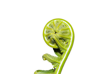 Young frond of fern