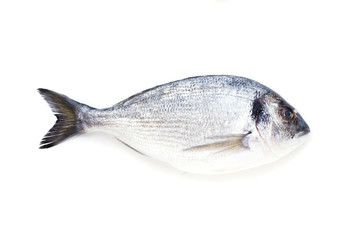 One dorado fish on white
