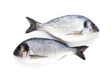 Two dorado fish on whife