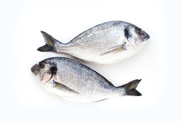 Two dorado fish on white