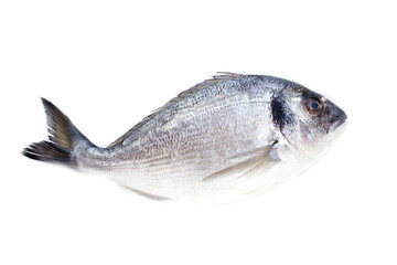 Dorado fish on white