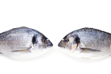 Two dorado fish face to face