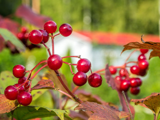 Viburnum berries