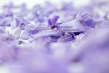 violet jacarandas flower with copy space