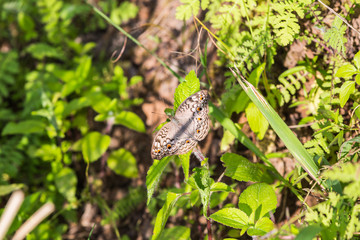 Fototapeta na wymiar Grey Pansy butterfly