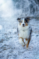 Australian Shepherd