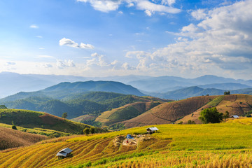Obraz premium Terraced rice field