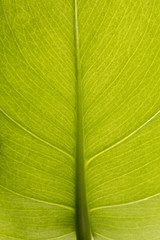 Green leaf nature background, natural texture of plant in close-up.