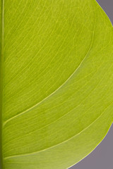 Green leaf nature background, natural texture of plant in close-up.