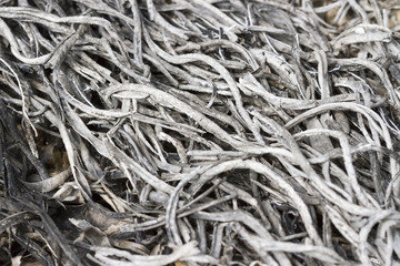 Burned Out Ashes of twigs, grass