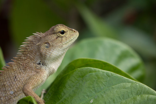 Close up of Calotes versicolor Daudin, Red-headed Lizard or Indi