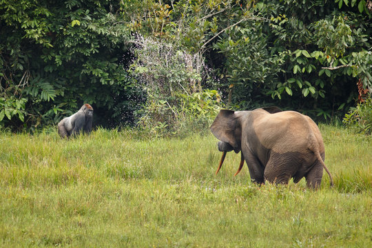 Fototapeta eastern lowland gorilla silverback and elephant on the bai in the middle of jungle, face to face, great details, african wildlife, green bai 