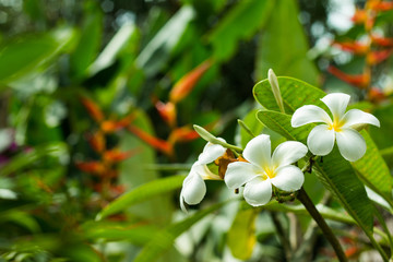 Plumeria flower on the tree or frangipani tropical flowers