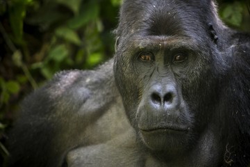 eastern lowland gorilla in the darkness of african jungle, face to face, great details, african...