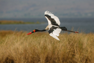 Saddle-billed stork is flying in the beautiful nature habitat in Uganda, african birding, wild and nature in africa, birdwatchers