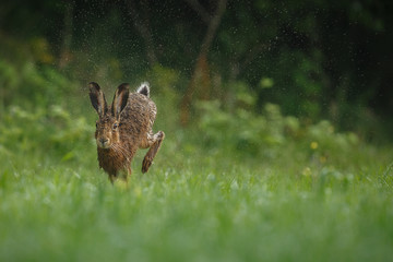 hare is running in the beautiful light on green grassland,european wildlife, wild animal in the nature habitat, czech republic, lepus europaeus