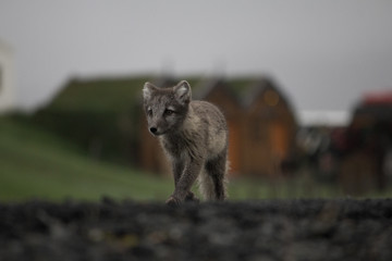 Fototapeta premium Polar fox 8, Iceland