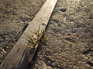 small cactus on ground with natural sunlight