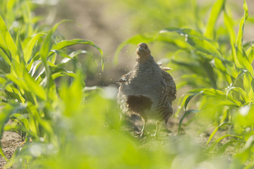 bird