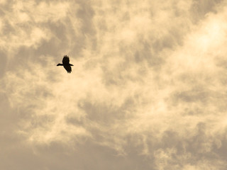 a black bird hovering in the cloudy sky, silhouette