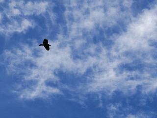 a black bird hovering in the cloudy blue sky, silhouette