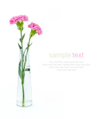 Pink carnations flower isolated on white background for copy spa