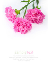 Pink carnations flower isolated on white background for copy spa