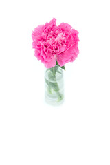 Pink carnations flower isolated on white background