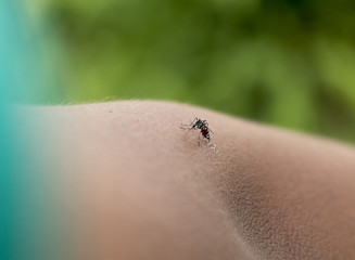 Soft focus of Mosquito on a human hand sucking blood