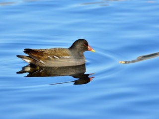 Common moorhen (gallinula chloropus) floating on cold, crystal water