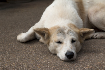 Close up of  dog sleep on Ground stone washed floor