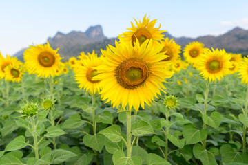 Fototapeta premium Sunflower field at the mountain
