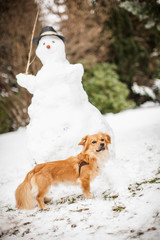 süßer Hund