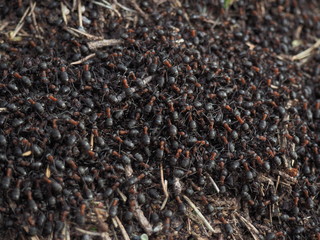 Ants working in anthill in early spring