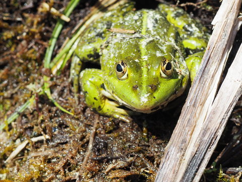 A green frog sits on damp soil surrounded by moss, dry grass and small twigs. The body and stripes are clearly visible, with nearby ground plants forming a natural setting.